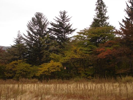 １０月１３日（木）　曇り　乗鞍高原　紅葉状況のお知らせ_a0217365_15354038.jpg