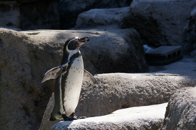 ペンギンさんの休憩顔♪_b0190068_20512987.jpg