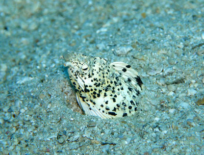 「生物調査」_b0033573_2139034.jpg