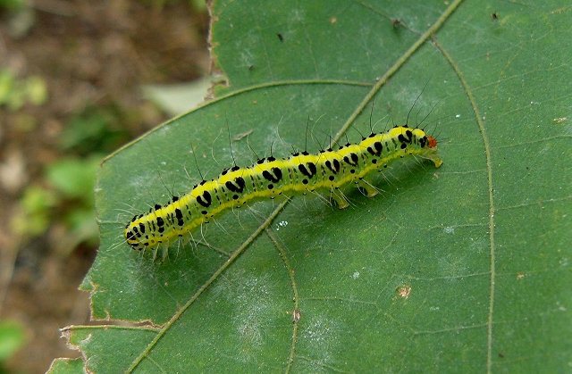 d0019074_8503523.jpg