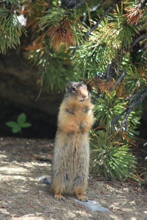 カナディアン・ロッキー旅行2011＜５日目＞ヨーホー国立公園をゆく_a0100975_174706.jpg