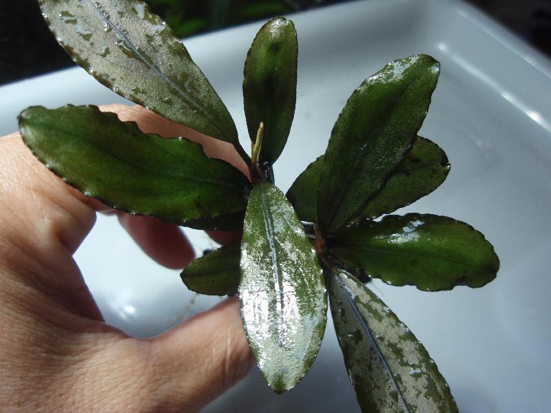 Bucephalandra sp. \'Shining-Green\' \"Kota baru timur-2\"_a0194582_21591232.jpg