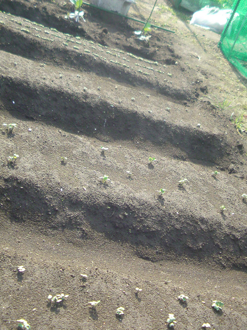 e0078187_07272.jpg