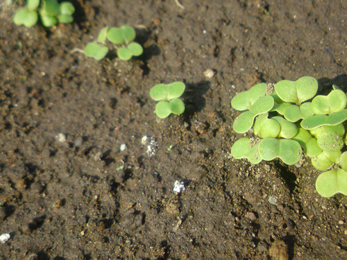 e0078187_074334.jpg
