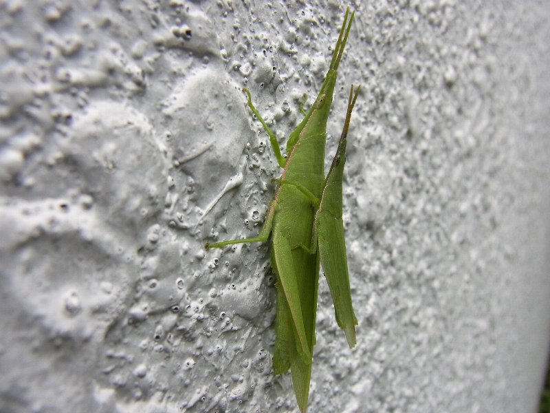 オンブバッタ 日常生活の報告書 オンブバッタ 日常生活の報告書