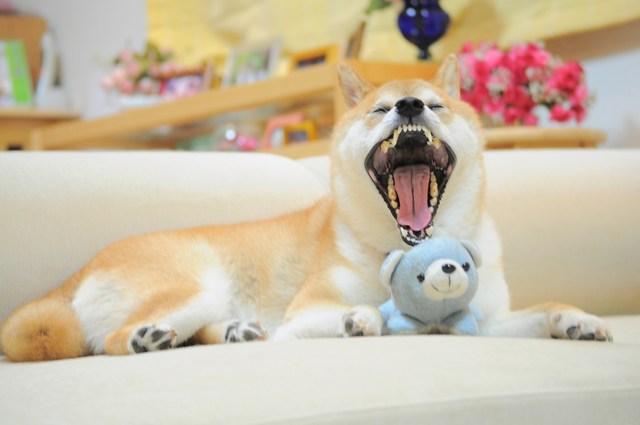 私の知らないかぼちゃん_a0126590_22432165.jpg