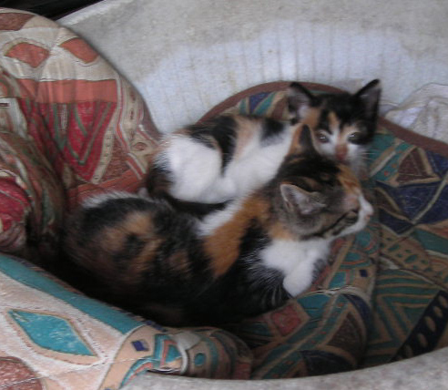 d0000995_0304325.jpg