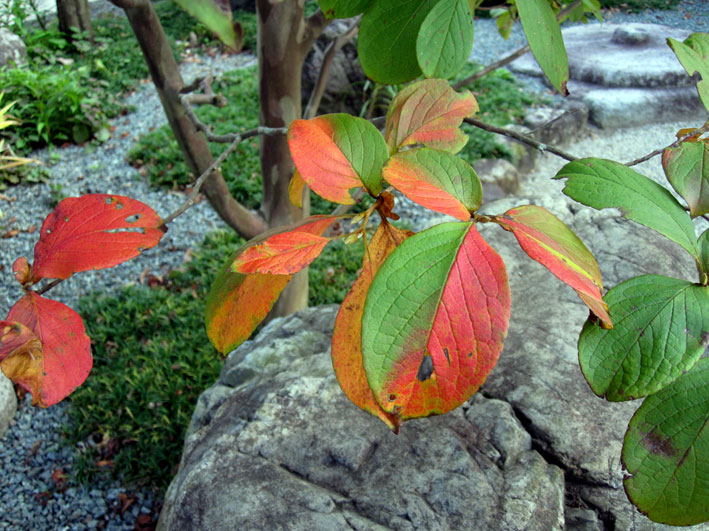 ナツツバキの紅葉_b0145296_794953.jpg