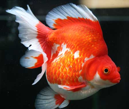 第3弾 最高級中国金魚展示即売会 ビーボックスアクアリウム 熱帯魚情報 第3弾 最高級中国金魚展示即売会 ビーボックスアクアリウム 熱帯魚情報