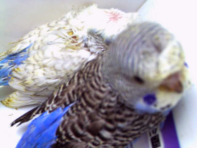 c0194711_21373841.jpg