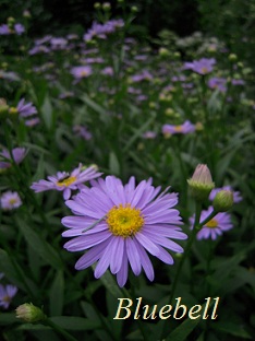 学校に持って行かなかった花 ～ チョウセンヨメナ ～_a0192918_23431763.jpg