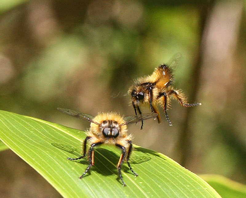 ハタケヤマヒゲボソムシヒキ Grypoctonus hatakeyamae_f0161823_1619202.jpg