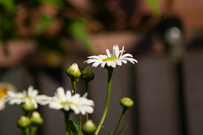 f0170524_20123661.jpg