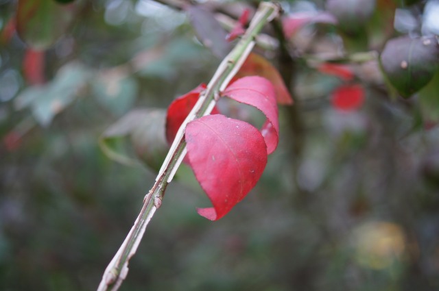 枝が独特ニシキギ紅葉_a0122932_1311647.jpg