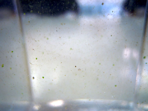 e0097534_1520266.jpg
