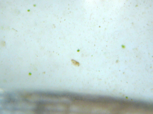 e0097534_15205434.jpg