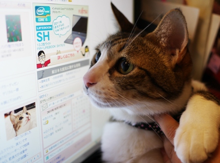 Yahoo!トップページ猫 ぽー編。_a0143140_8475482.jpg