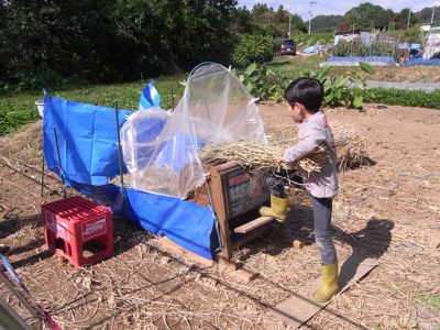 陸稲の脱穀から精米 自作唐箕t 1号 Ainame60 たまたま日記