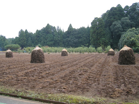 実りの秋を実感するのだ_a0157159_2271977.jpg