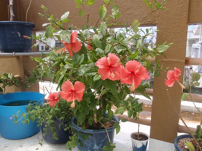 c0180460_5211712.jpg