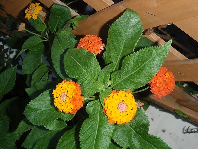 c0180460_5221318.jpg