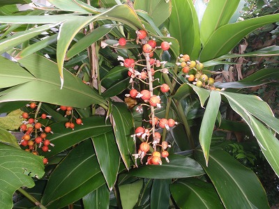 c0180460_5262153.jpg