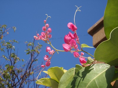 c0180460_5484865.jpg