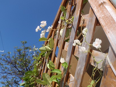 c0180460_549691.jpg