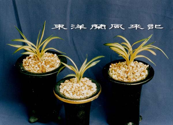 春蘭　韓国春蘭　四天王No.2 春蘭 韓国春蘭 四天王No.2