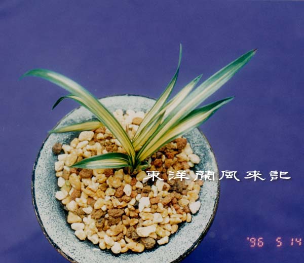 春蘭　韓国春蘭　四天王No.2 春蘭 韓国春蘭 四天王No.2