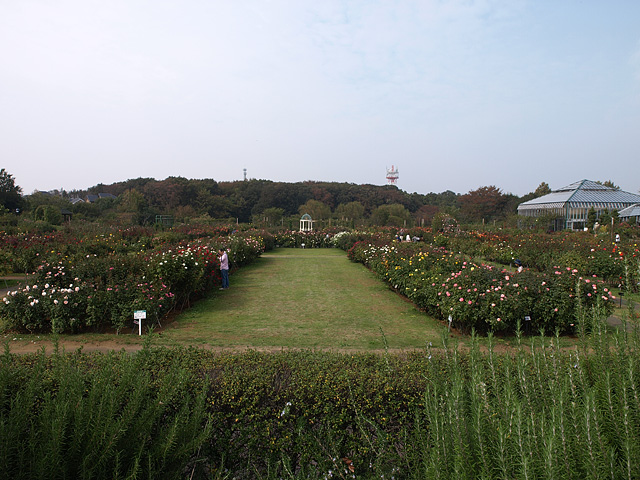 京成バラ園 3回目 （10/14）_b0006870_20184047.jpg