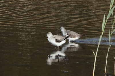★先週末の鳥類園(2011.10.8~10)_e0046474_20262616.jpg