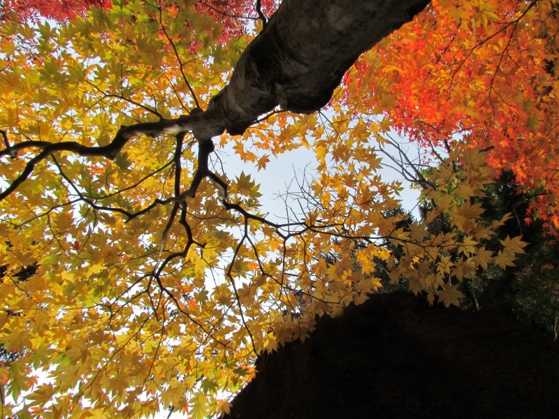 真っ赤な紅桜公園　1014_c0183777_199643.jpg