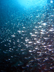 ザ・魚影! とにかく群れて!!_f0144385_23565343.jpg