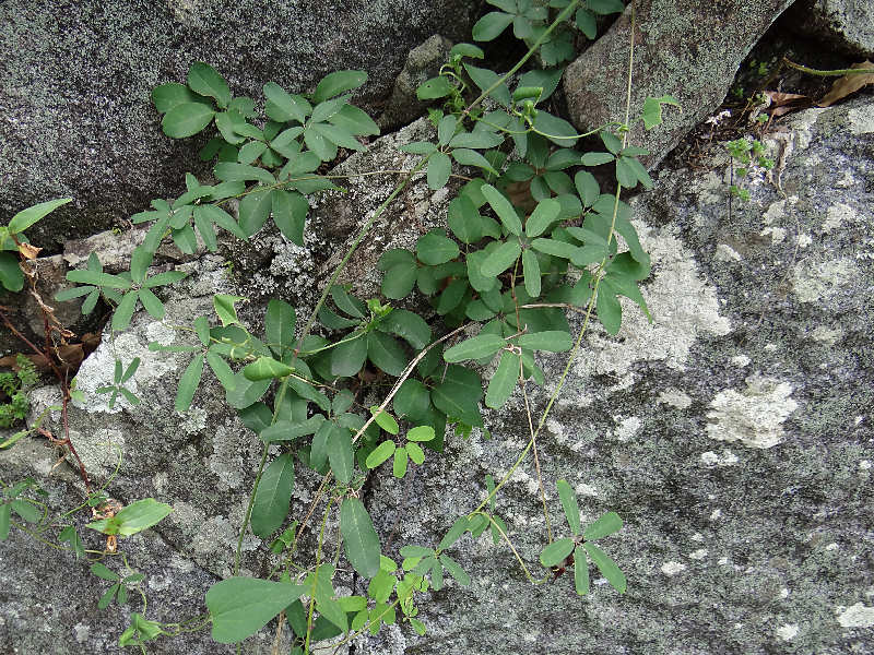 アケビ（舞鶴公園 2011/10/04撮影）_f0204094_223669.jpg