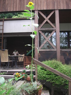 a0146295_1344516.jpg