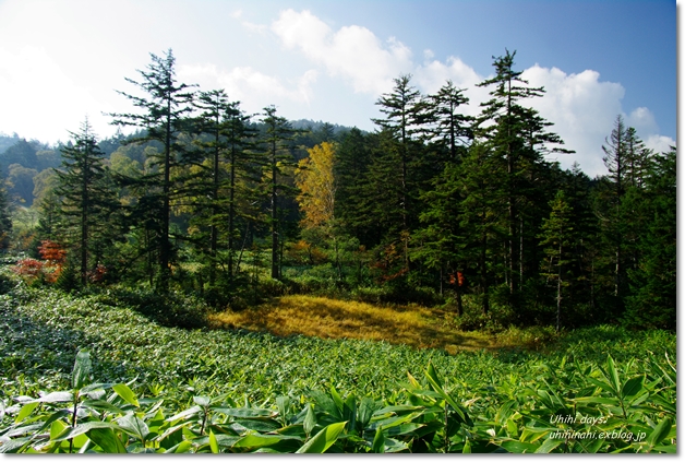 尾瀬の草紅葉　大江湿原　_f0179404_18254978.jpg