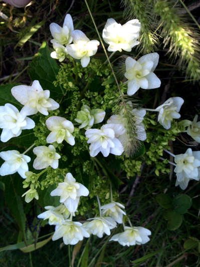 秋の紫陽花とひまわり_f0135908_19365428.jpg