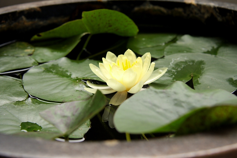秋晴れの日 - 2011年初秋・上越重連 -_b0190710_13161928.jpg