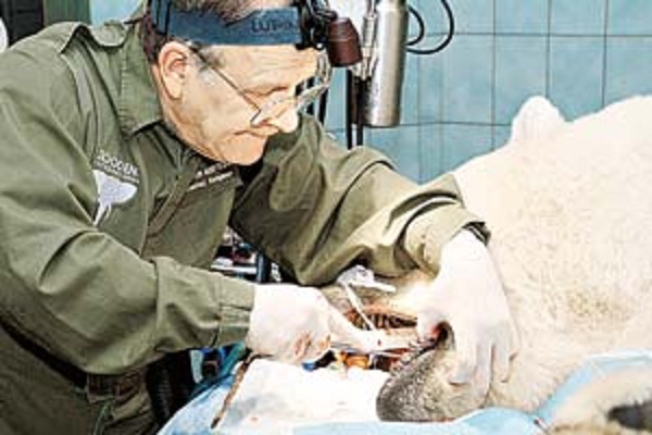 モスクワ動物園・ウランゲリ（旭山動物園イワンの父）の虫歯治療　～　動物歯科医チームの活躍_a0151913_2324783.jpg