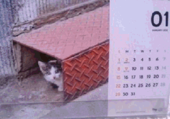 a0037414_22155131.gif