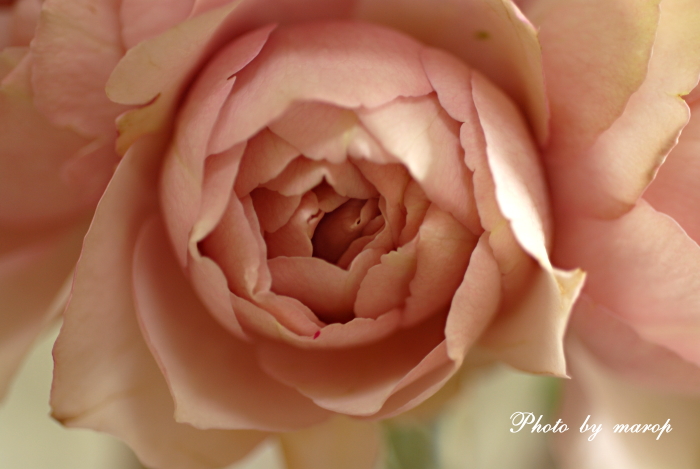 e0160417_95531100.jpg