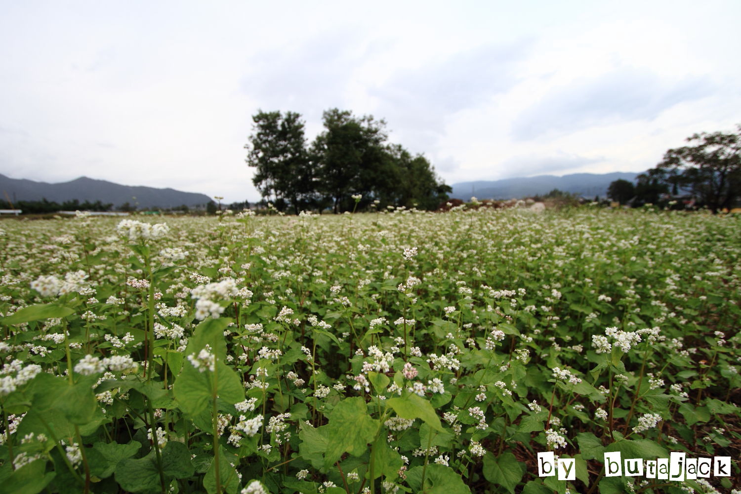 安曇野方面旅行・・・ラスト_e0220828_222323.jpg