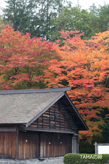 紅葉の季節@旧島松駅逓所_c0024729_16211550.jpg