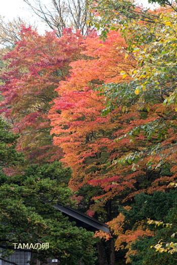 紅葉の季節@旧島松駅逓所_c0024729_16221690.jpg