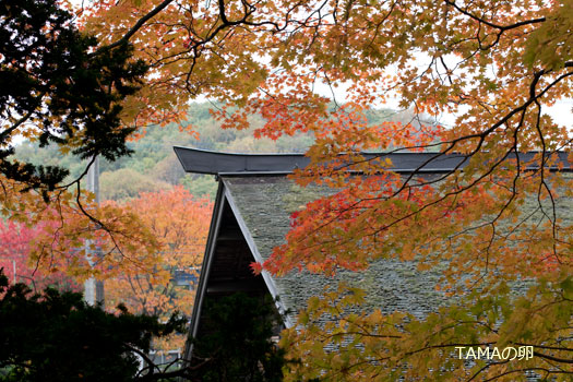 紅葉の季節@旧島松駅逓所_c0024729_1622431.jpg