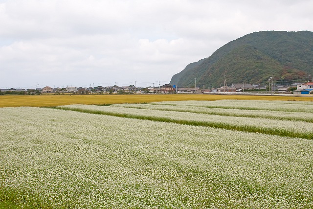 小鳥はみんな稲の中_a0080832_224418100.jpg