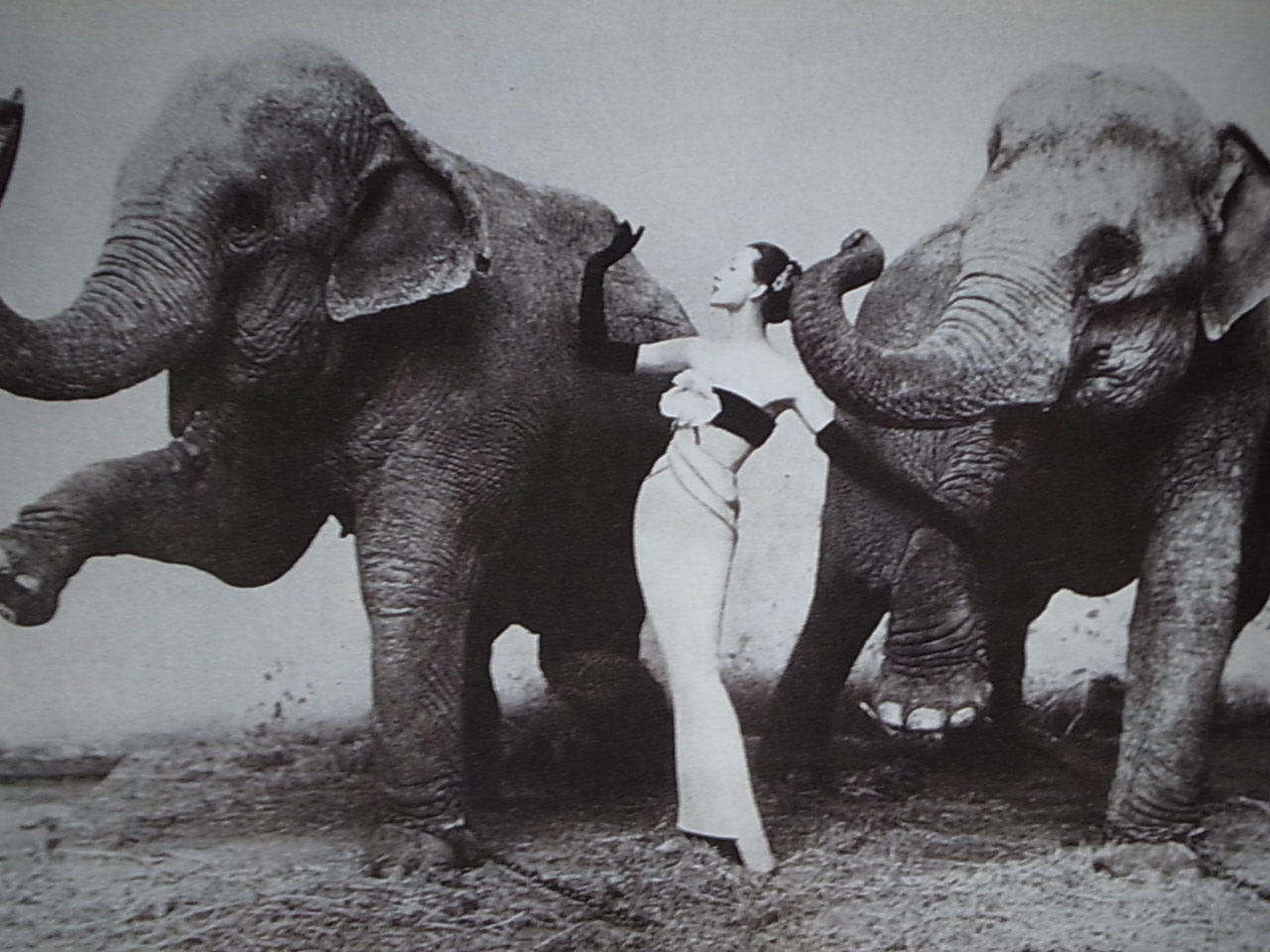 DOVIMA WITH ELEPHANTS / Richard Avedon_a0227034_1251444.jpg