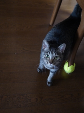 猫のお友だち クロスくんはなこちゃん編。_a0143140_22123123.jpg