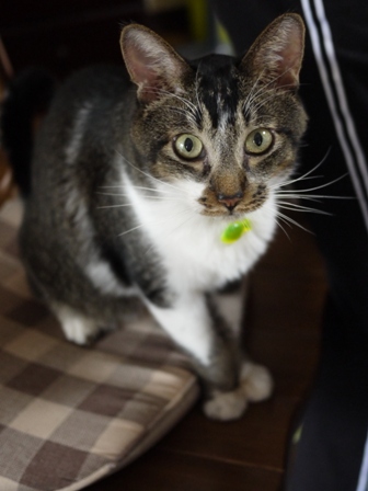 猫のお友だち クロスくんはなこちゃん編。_a0143140_228655.jpg